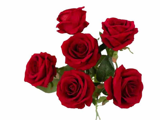 AKCIJA BESPLATNO Roza, Crvena ili Bijela Ruža (uz Telegram)