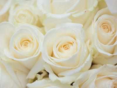 Besplatno Bijela ruža 1 kom. / Besplatno uz Telegram